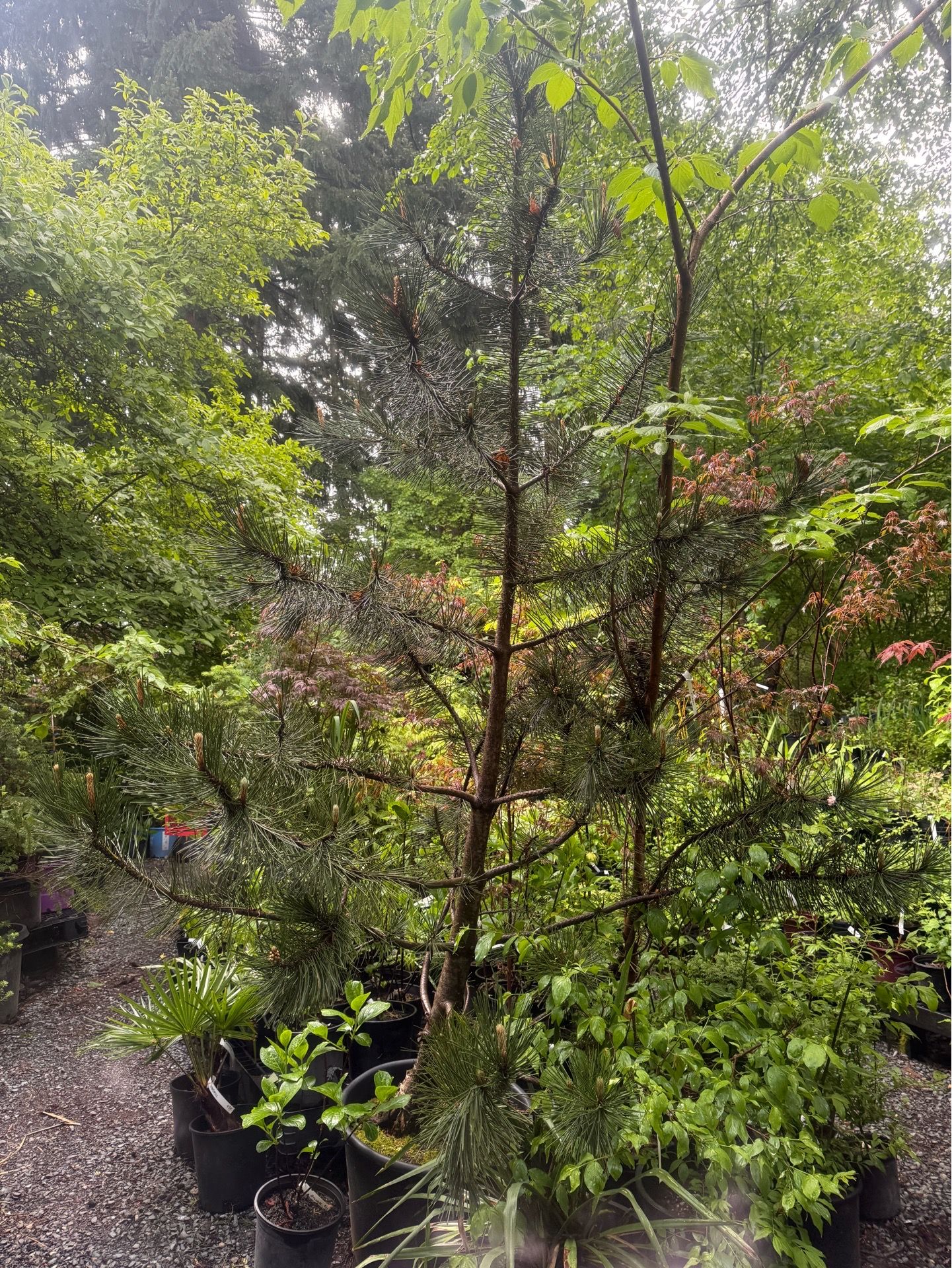 HUGE Bosnian pine tree