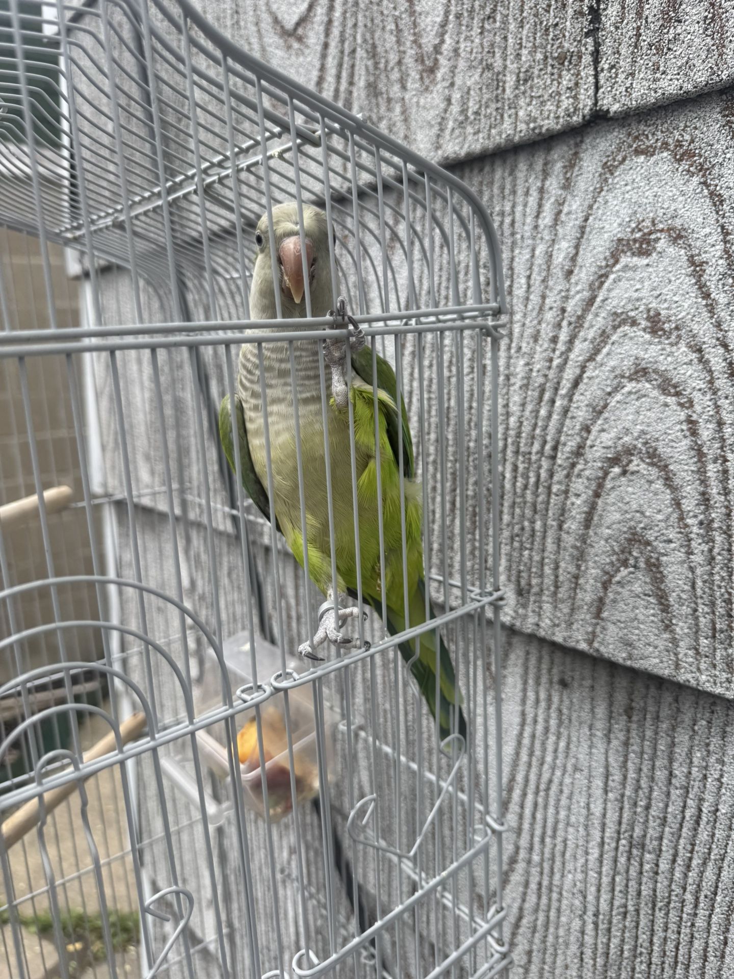 quaker parrot