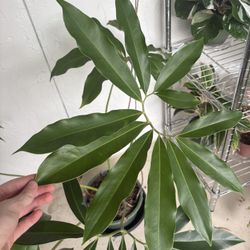 Philodendron goeldii