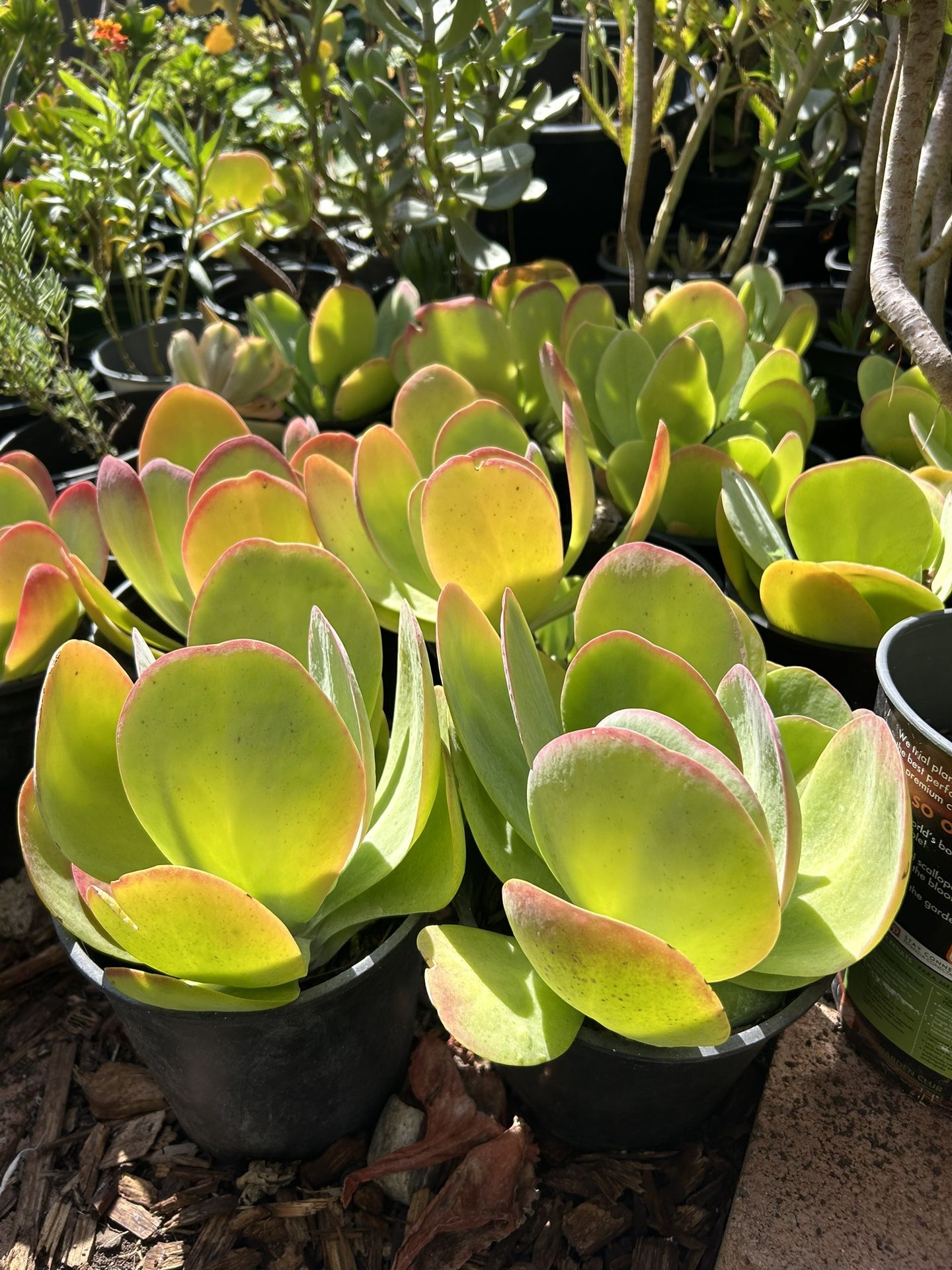 Succulent Plants