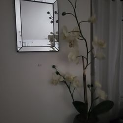 Orchid  And Small Mirror