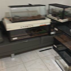 Terrarium For Snake. 