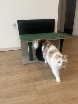 Cat House With Scratch Pads