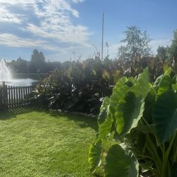 Tropical Giant Canna Bulbs