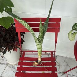 Small Sanciviera Plant 