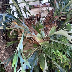 XL Staghorn Fern