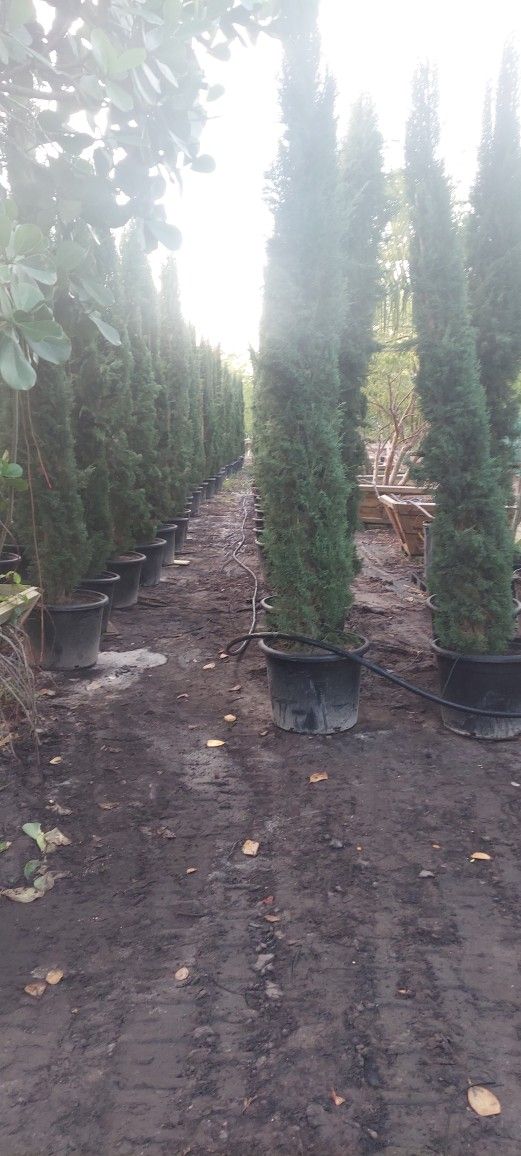 Italian cypress