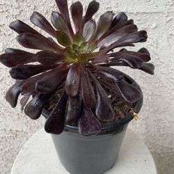 1.5 Gallon Pot Succulent Plant - Aeonium Arboreum Zwartkop - Black Rose - Rooted & y - Drought Resistant -🪴