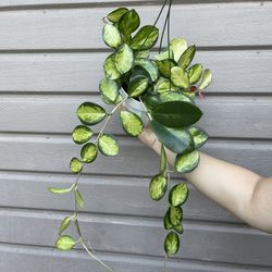 6” Hoya Australis Lisa