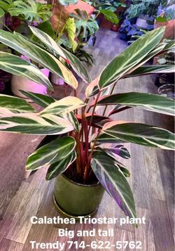 Calathea Triostar tricolor prayer plant (Pet Friendly)