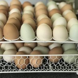 Pasture Raised Chicken Eggs