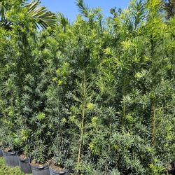 Podocarpus Over 6 Feet Tall Instant Privacy Hedge For Fence Green Full Ready For Planting 