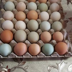 Huevos De Gallina Y Gallinas En Benta Organicos