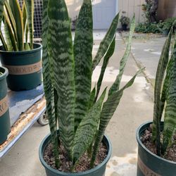 Snake Plants 🪴 