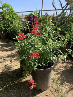 Bonita Planta Grande Por $20.00