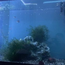 120 Gallon Fish Tank