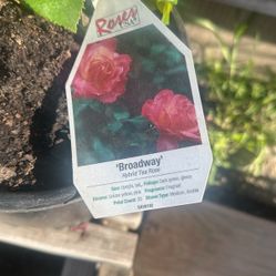 Plant Sale Roses15$