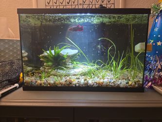 5 gallon fish tank