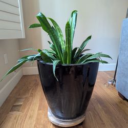 Ceramic Indoor Outdoor Planters