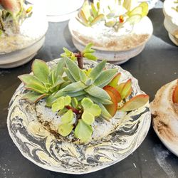 Succulents In Handmade Pots Medium