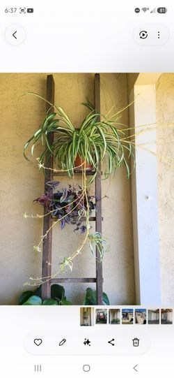 FREE - Old wooden ladder used as plant stand