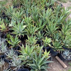 Agave