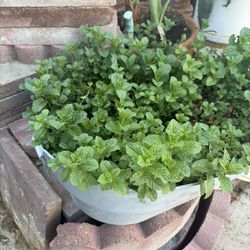 Mint Plant / Yerbabuena Plant 