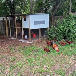 Gallinero /henhouse or chicken coop