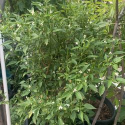 Big Mature Thai Chili Plant