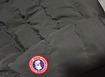 Canada goose