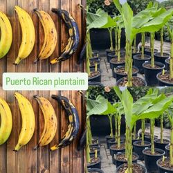 Puerto Rican Plantain Plant 🪴 3 gal plantas de platano Puerto Riqueño 3gal