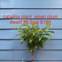 catalina giant asian plum tree