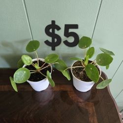 Chinese Money Plants 