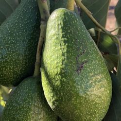 Avocados 