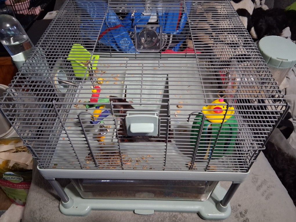Rat Setup