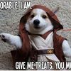 Corgi Walker
