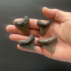 4 Megalodon Teeth - Set Of 4 Authentic Fossil Shark Teeth