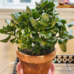 Flaming Katy Plant In A 8” Pot 