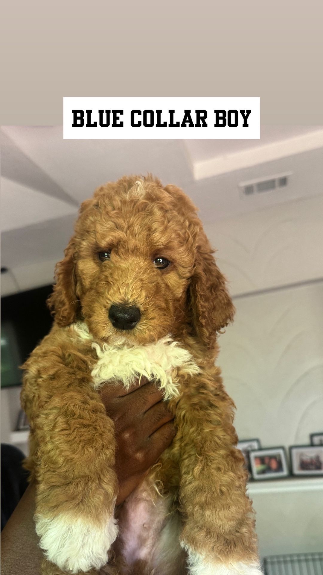 Golden Doodles For Sale
