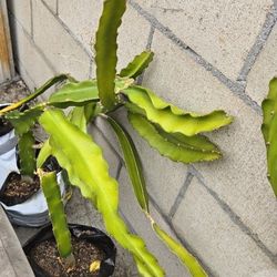 Dragón fruit/ Fruta de dragón/ Pitahaya