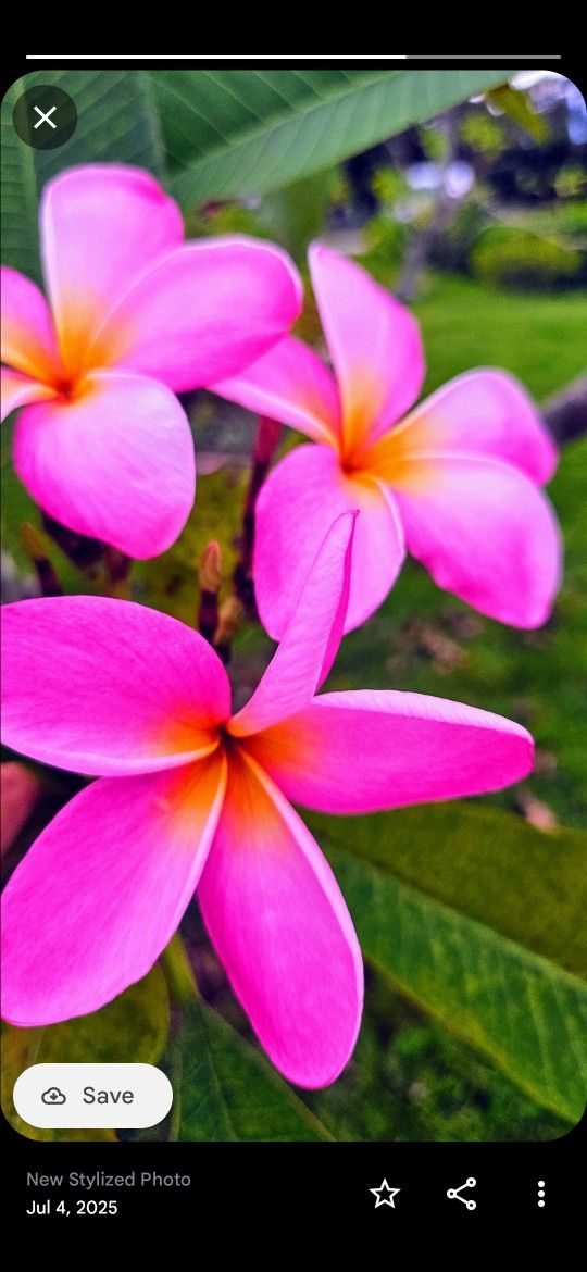 Plumeria Plants Different Colors
