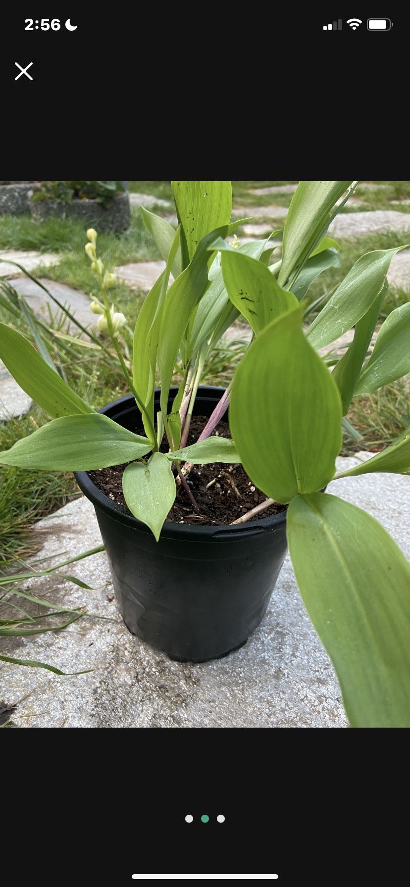 Lilly Of The Valley Cluster Of Plants