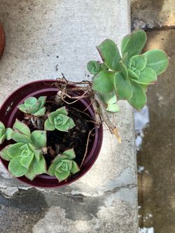 Plant