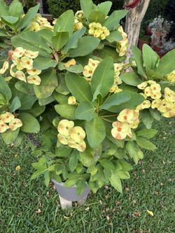 Corona De Cristo Grande Muy Bonita Asi Como Se Ve Esta 