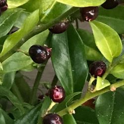 Sarcococca (Sweet Box) Evergreen Fragrant Perennial Shrub, Blooms In Winter .