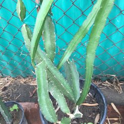 Purple Dragon Fruit Plant In Five Gallons Pot