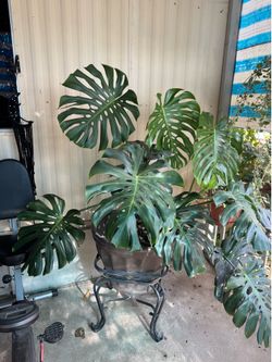 Plantas y árboles frutales  de venta