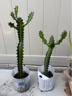 VARIEGATED CATHEDRAL CACTUS 🌵