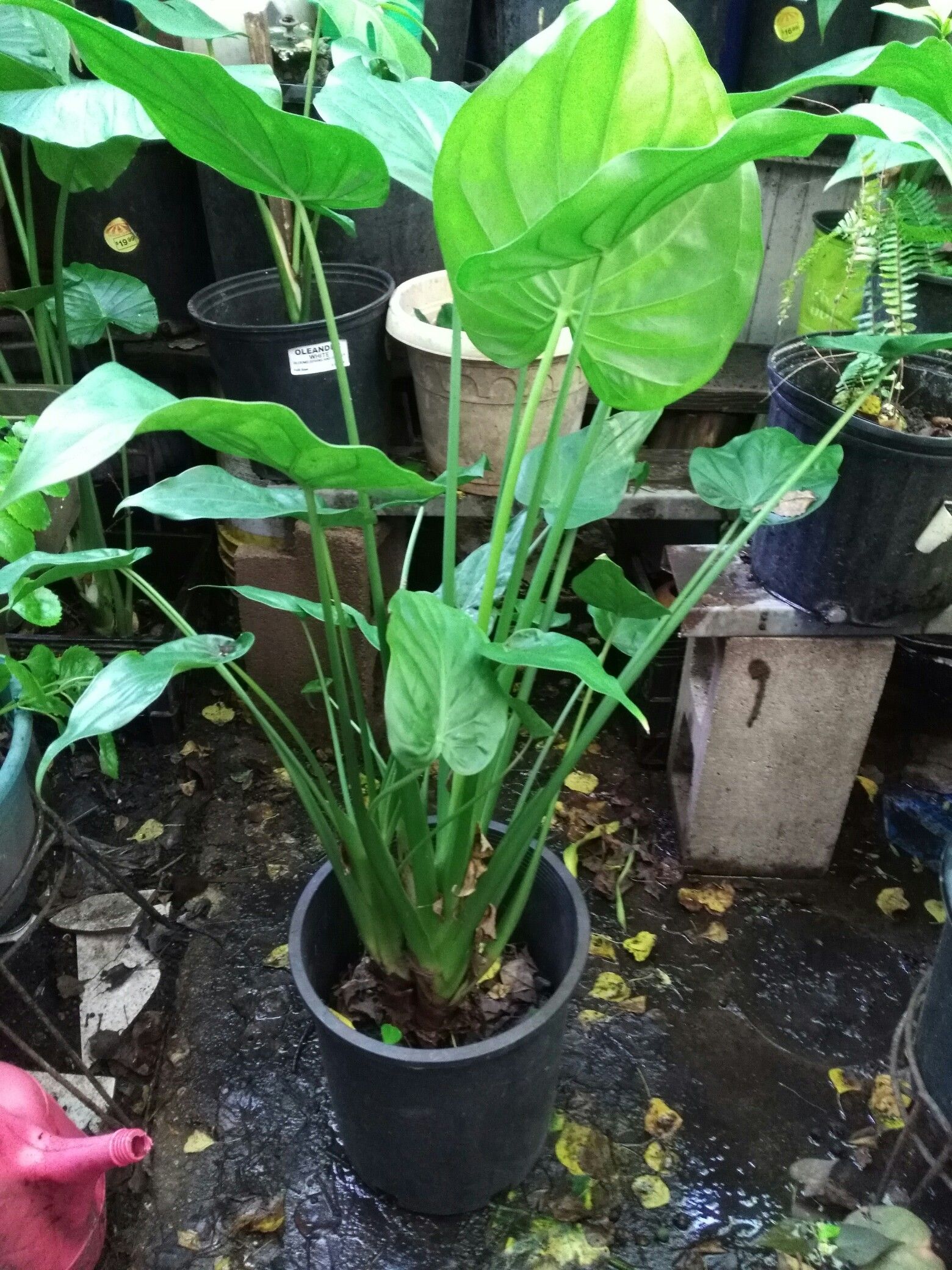 Alocasia cucullata (Rare Taiwanese, Hooded Dwarf Elephant ear, Chinese Rare Buddha's Hans