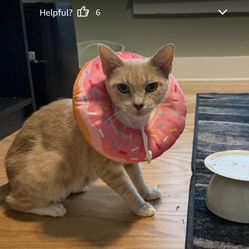 Cute Cat Donut Adjustable Cat Cones to Stop Licking Comfortable Lightweight Neck Elizabethan Collars for Cats Kittens After Surgery